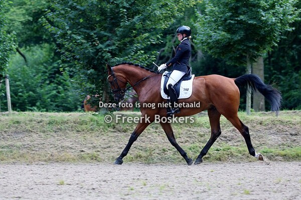  PZC Paarden – 26 juli 2025 | Woudruiters Vlagtwedde