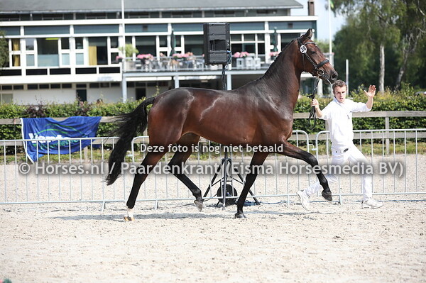 38 Limoncello TC (Dream Boy x Florence v. Lord Sinclair)