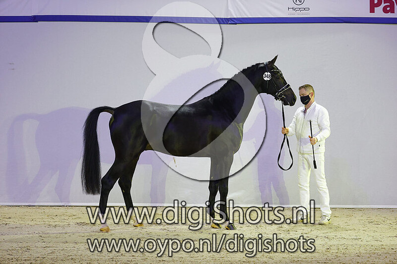 Noble Savage v. Dettori