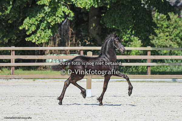 Friese fokdag Nisse 24-06-2023