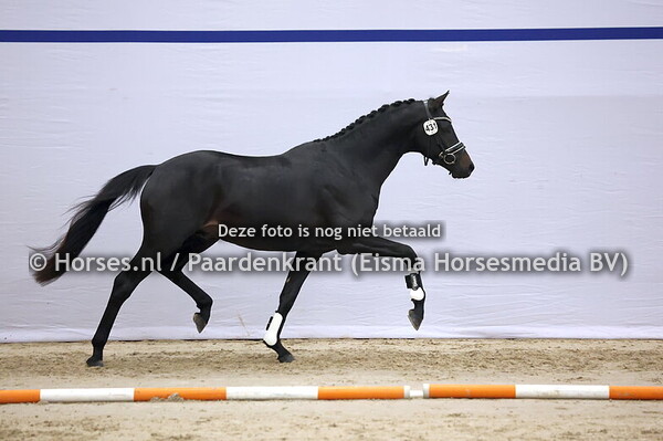 431 (Le Formidable x Blue Hors Zatchmo)