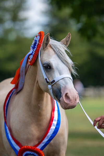 Regionale Keuring Sevenum