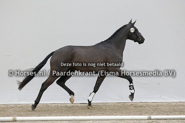 519  Outstanding(Maracana x Irona v.Charmeur)