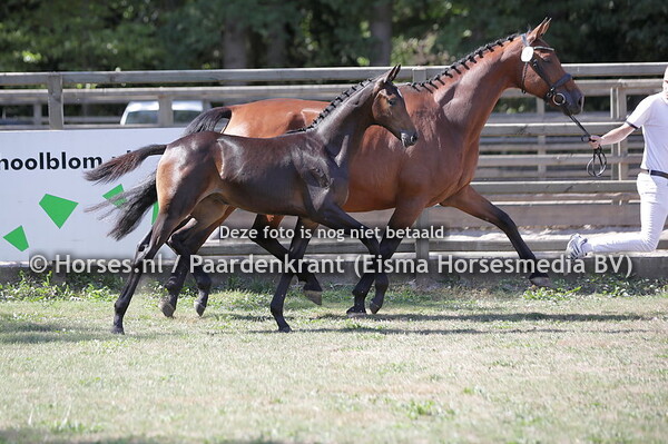 1 Sunshine Utopia (Next Romancier x Vivaldi)