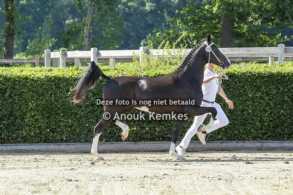 Semora MJDB ( Macho x Baanbreker )
