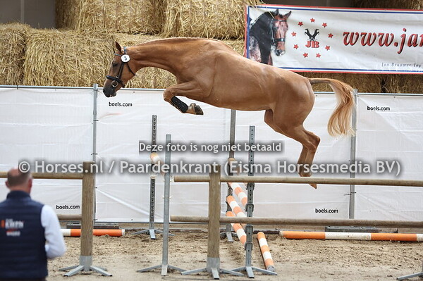 3 Sinaa (Arezzo x Ubersinaa v. Indoctro)