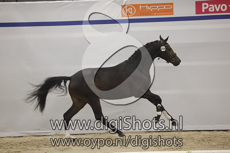 Papillon PM v. Johnny Depp - 808