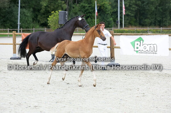 131 Viggo (Barton VDL x Lomira v. Charmeur)