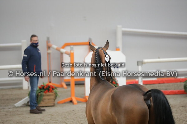 21 Naltic VDL (Baltic VDL x Hanolivia v. Douglas)