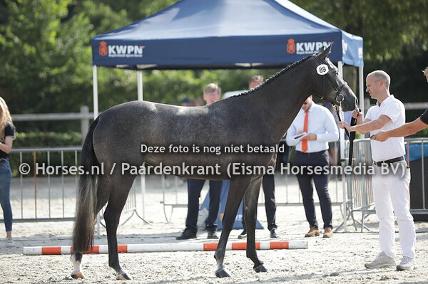 89 D-Thomassi Z (Dallas x Dittarke v. Tangelo vd Zuuthoeve)