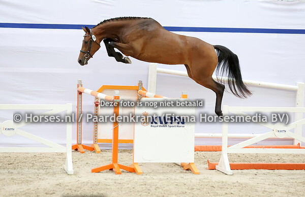 26-07-24 NMK springen merries en veulens