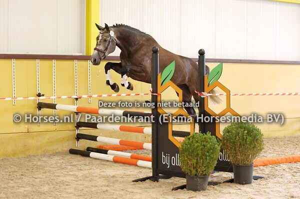 9 Orl-K van Kattenheye Z (Orleans vd Kruishoeve x Heureka vd Kapelhoef)