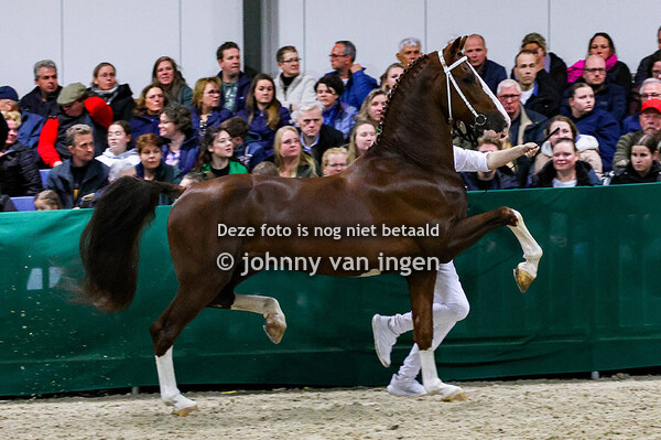 hengstenshow gebr van manen ede 2024