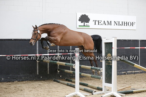 34 Magic Dream TN (Verdi x Una Gratia v. Kannan)