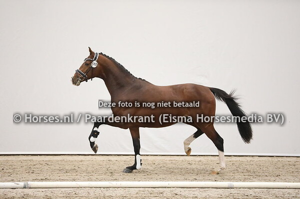 510 Just for You x Ampere