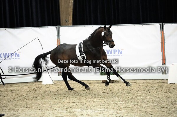 567 (Trafalgar x Royal Dance)