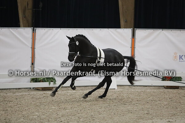 356 Dream Boy x Lord Leatherdale)