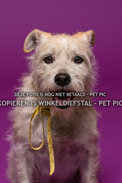 001 hond