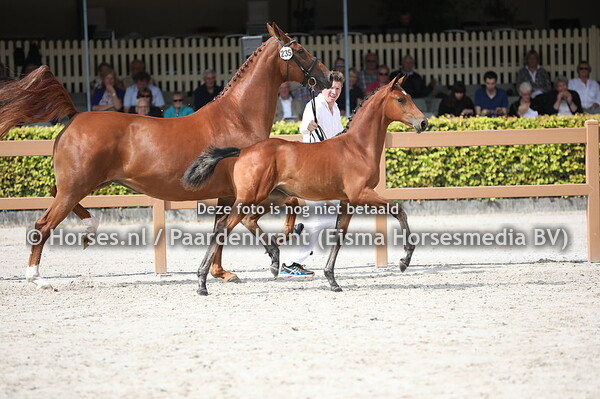 235 Olivia (Henkie x Ismooi v. Charmeur)