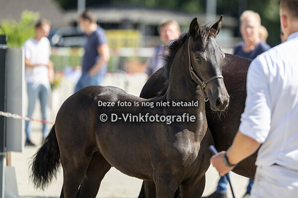 48. Dana van Stal Klavervier