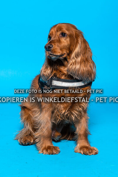 010 hond 