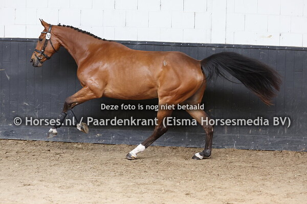 10 Sansa Chella (Poker de mariposa x Hella v. Qusimodo vd M)