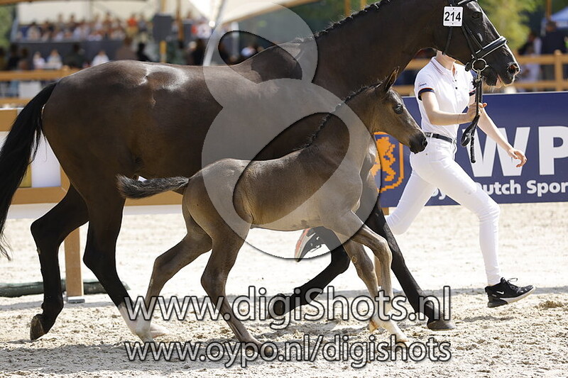 Tricaro v. Extreme US