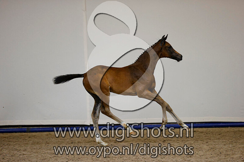 Jameson RS2 x Florencio I