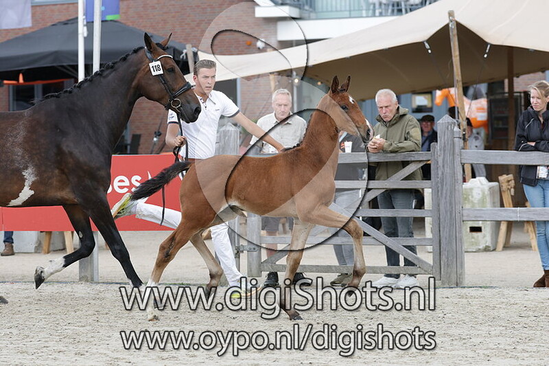 Vittorino RG v. Just Wimphof