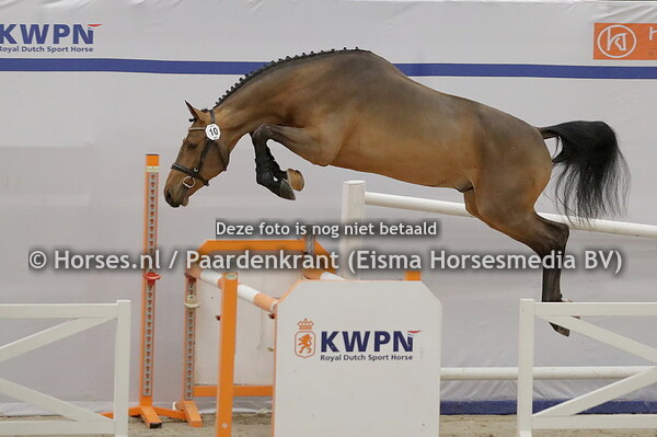 10 Redford VDL (Arezzo x Marina v. Chacoon Blue)