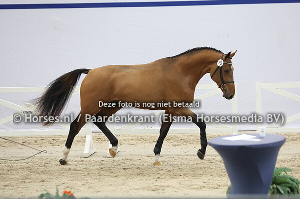75 (Emerald van't Ruytershof x Uricas vn de Kattevennen)