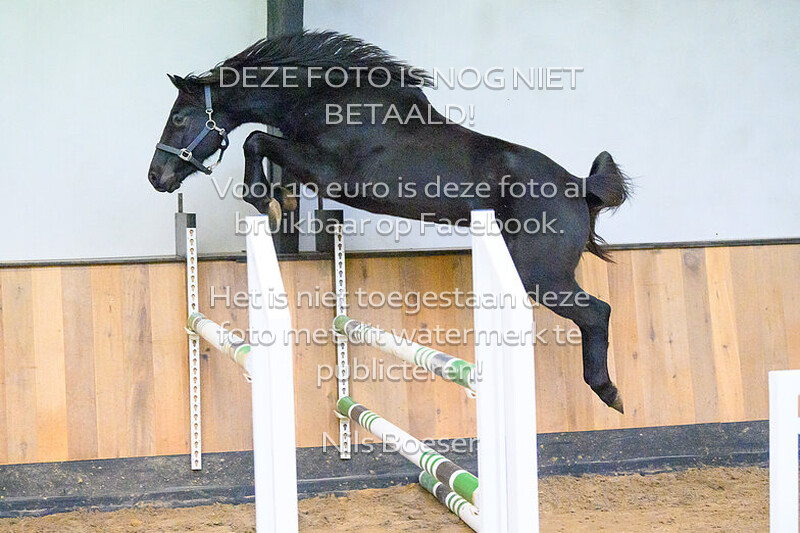 Paard_02