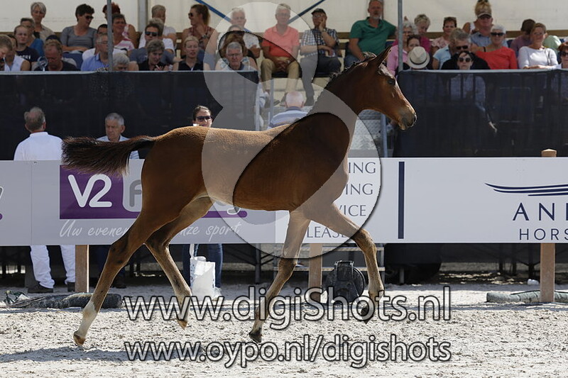 Taika K v. Next Level