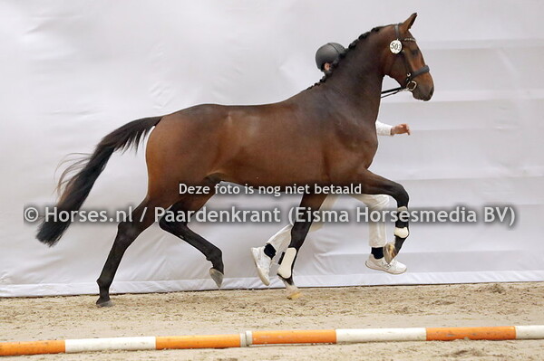 503 Rody (Sir Donnerhall x  Festival v. Tango)