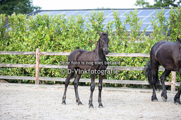 43. Qerel van de Pluum