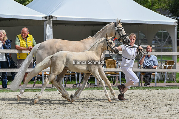 Sectie WPBR/ kampioenschap