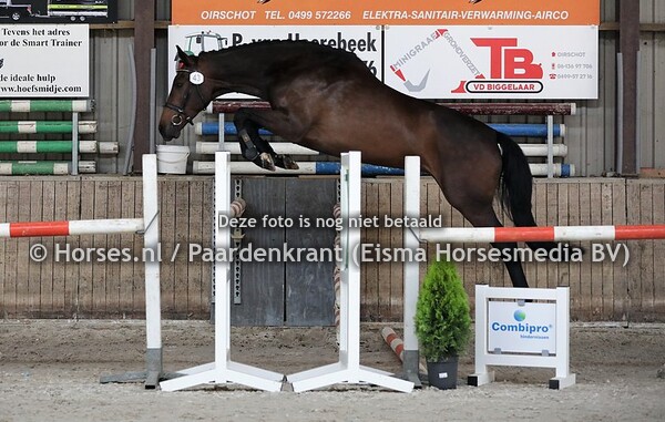 03-07-2020  Stamboekkeuring Springen Oirschot