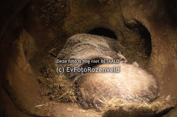 20190106 dierenpark Amersfoort