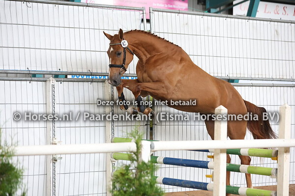 63 Beauklahoma VDL (Bacardi VDL x Zoklahoma v. Emilion)