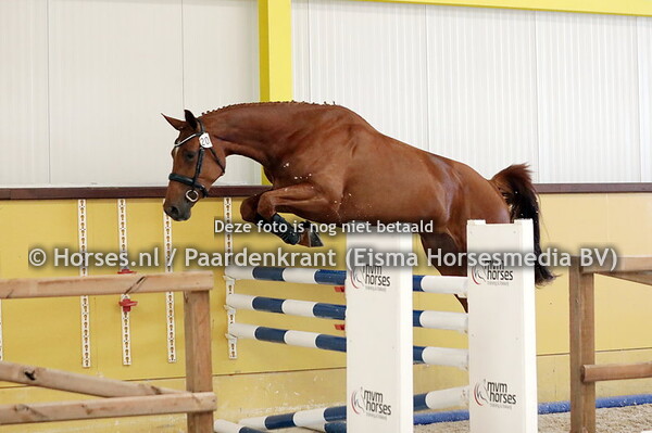 20 O-Nana (Cape Coral RBF Z x Asha v. Timeless)