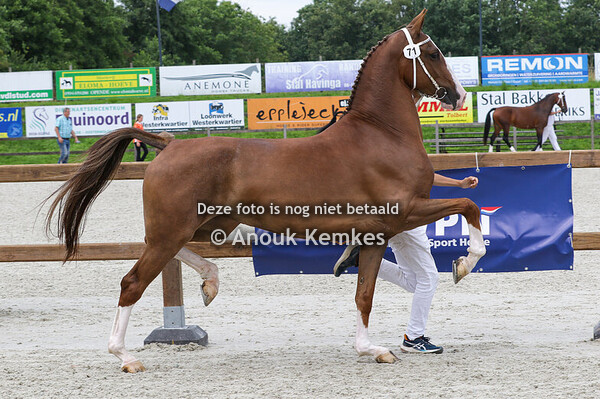 071 - OROLA CIZANDRO X TALOS W.N. ZWAMA, DOEZUM