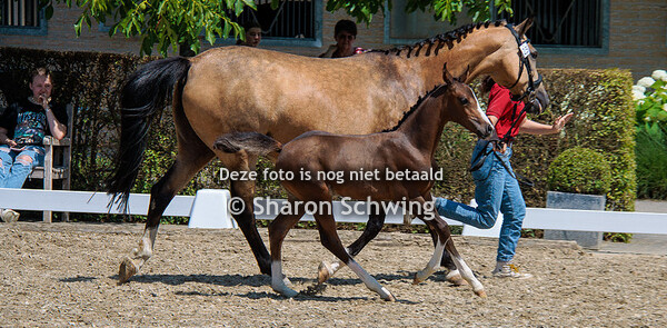 Veulens BRP Grote maat vrouwelijk