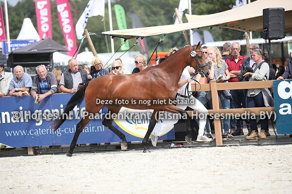 221 Liberijke VR (Zonik x redorijke v. Jazz)