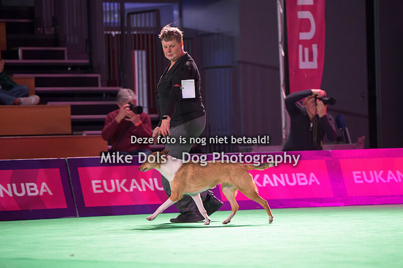HOND VAN HET JAAR SHOW