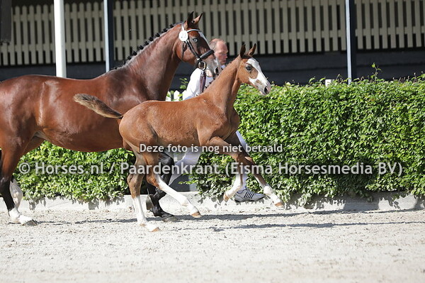 23 Simon P (Grandorado TN x Jolicapina v. Carambole)