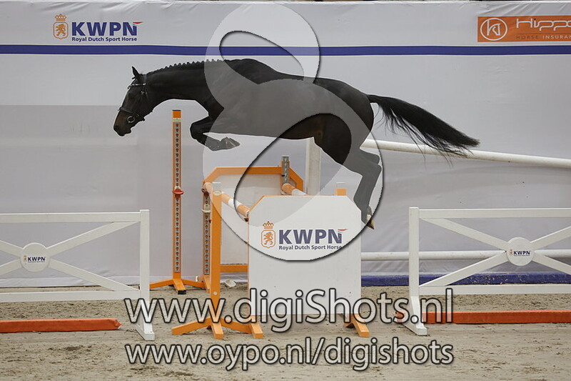 Solid Tarpania Z v. Solid Gold Z - 130