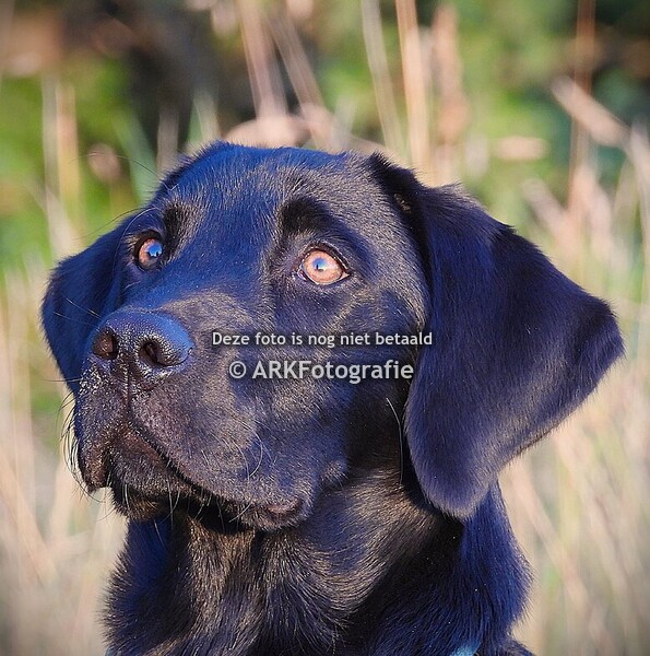 Jachthondengroep Uffelte 28-07-2025