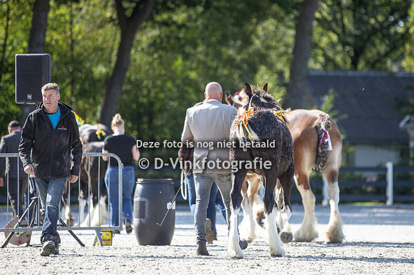05. Veulenkampioenschap