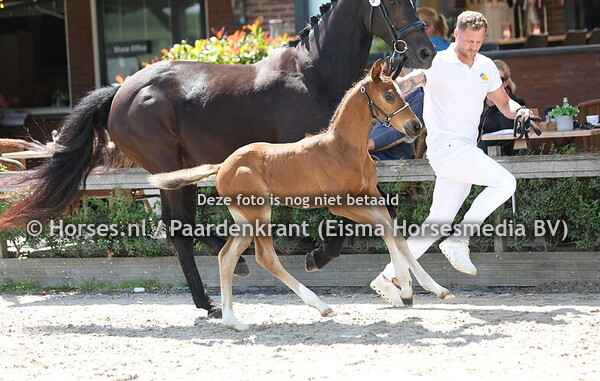 96 Udoral de Lis (Extreme US x Fleur de Lis v. Uphill)