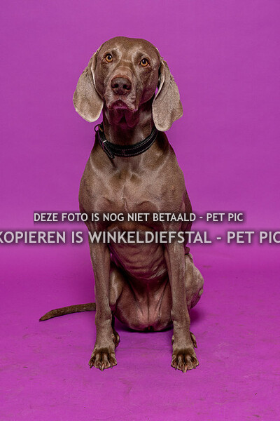 hond 09